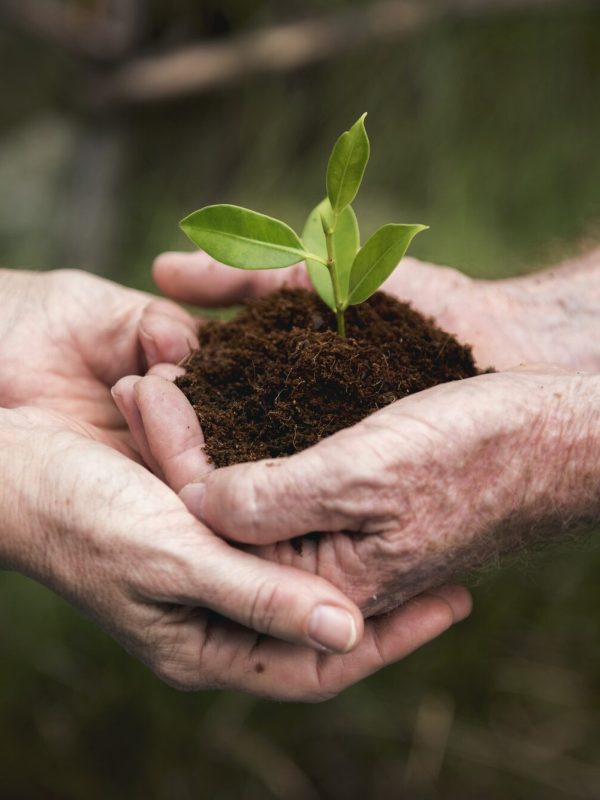 Environmental Conservation Plant Sustainability